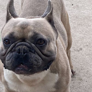 Meet your Posher, Ivan